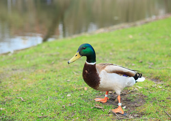 Mallard (Anas platyrhynchos), male wild duck standing on the green grass near the pond