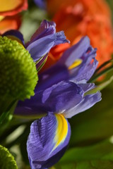 bouquet flower spring red white plant color