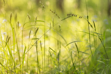 Fresh green grass and plants closeup in sunlight, blur background closeup