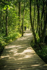 Wooden road in the forest of New Lanark, Scotland, UK