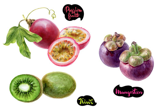 mangosteen passion fruit kiwi watercolor