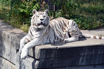 tigre en españa