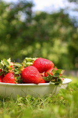 A bright yummy red strawberry harvest with leaves in a white plate on a green grass outdour in the garden for juice and smoothie cocktail backgroung