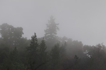 Shiloh Ranch Regional Park, California - The wild turkey (Meleagris gallopavo) is an upland ground bird native to North America and is the heaviest member of the diverse Galliformes.