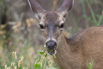 Shiloh Ranch Regional California - deer.  The park includes oak woodlands, forests of mixed evergreens, ridges with sweeping views of the Santa Rosa Plain, canyons, rolling hills, a shaded creek.
