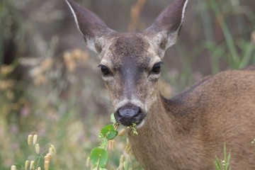 Shiloh Ranch Regional California - deer.  The park includes oak woodlands, forests of mixed evergreens, ridges with sweeping views of the Santa Rosa Plain, canyons, rolling hills, a shaded creek.