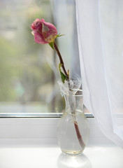 rose in at vase on the window with white curtains