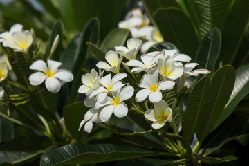 Fototapeta na wymiar Plumeria flower or Lilawadee Flower