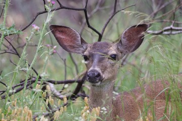 Shiloh Ranch Regional California - deer.  The park includes oak woodlands, forests of mixed evergreens, ridges with sweeping views of the Santa Rosa Plain, canyons, rolling hills, a shaded creek.