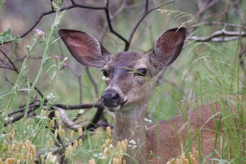Shiloh Ranch Regional California - deer.  The park includes oak woodlands, forests of mixed evergreens, ridges with sweeping views of the Santa Rosa Plain, canyons, rolling hills, a shaded creek.