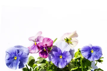Keuken foto achterwand Viooltjes Mooie pastelkleurige viooltjesachtergrond op wit