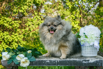 Naklejka na ściany i meble Dog breed Pomeranian in the garden