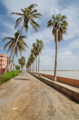 Windswept palm trees in front of low wall at the sea in St Louis, Senegal, Africa