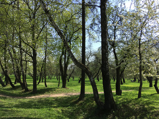 Green lawn in city park under sunny light. Green lawn with trees in park. crisply evening sun and powerful luscious green trees in the park