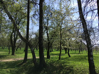 Green lawn in city park under sunny light. Green lawn with trees in park. crisply evening sun and powerful luscious green trees in the park