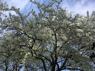 Beautiful apple tree branch with sun. Blooming apple tree in spring time. a blooming apple trees in spring with blue sky background