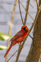 Red Male