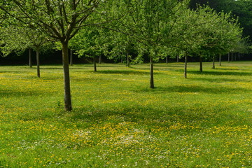 Apple orchard, Jersey, U.K.  Picturesque idyll in Spring. © alagz