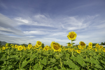 Sunflower with blue sky background. with copy space for your text message