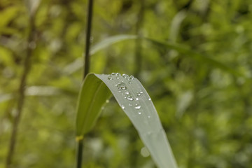 Blatt mit Regentropfen