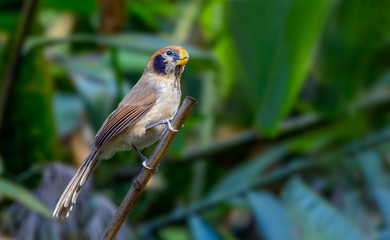 Spot-breasted Parrotbill or Paradoxornis guttaticollis, beautiful brown bird on branch with green background in Doi Sun Juh, northern Thailand.