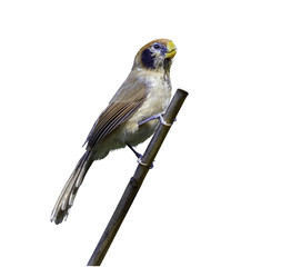 Spot-breasted Parrotbill or Paradoxornis guttaticollis, beautiful brown bird isolated on branch with white background in Doi Sun Juh, northern Thailand and clipping path.
