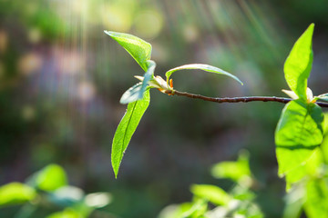Laptop on the desktop.