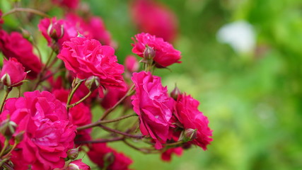 Spring rose flowers in the garden