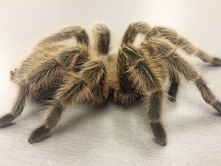Rose Hair Tarantula