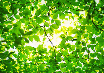 Fototapeta na wymiar New leaves on green spring background. Fresh foliage in the forest in nature with beautiful sunlight