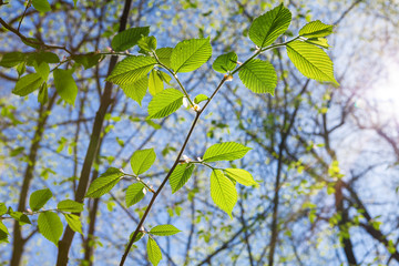 Beautiful wild flowers in the forest spring