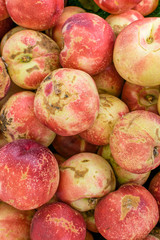 White peaches fresh from farm tree direct to farmer's market
