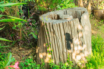 Green and ornamental stumps in the garden.