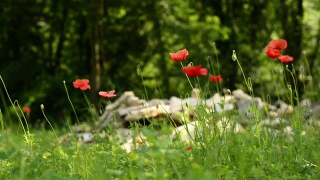 Papaveri sul prato della montagna / Papaver rhoeas