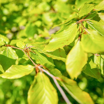 Beech tree with young leaves.