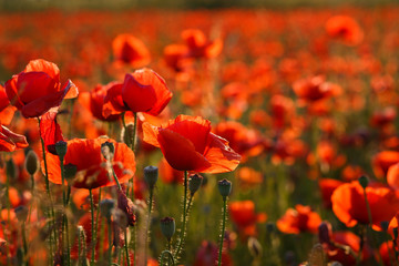 Obraz premium Trasparenza rossa