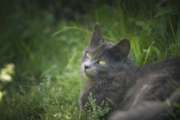 Naklejka na ściany i meble Chat gris dans l'herbe
