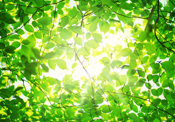 New leaves on green spring background. Fresh foliage in the forest in nature with beautiful sunlight