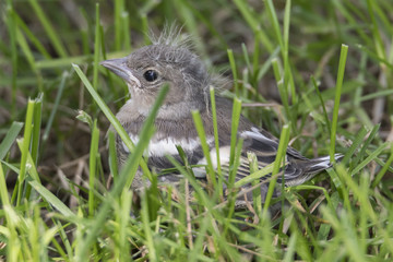 parus major, great tit puppy bird