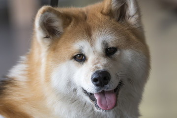 adorable akita dog