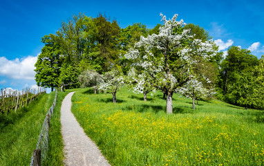 Idyllic spring landscapes with cherry blossoms in full bloom on the mountains surrounding Zurich city center, Switzerland
