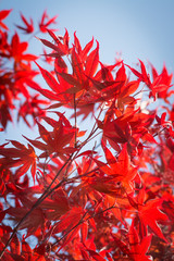 Branch of the Japanese maple