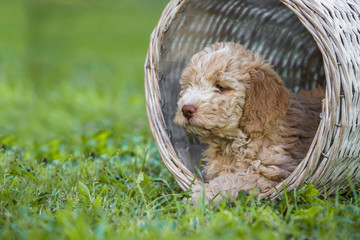 Cute puppy laying in a basket