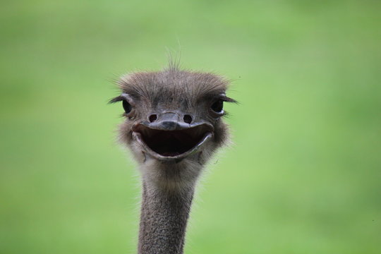 The ostrich is the tallest and the heaviest of all birds.