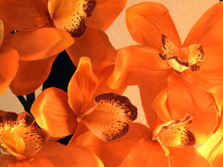 Orange Lilies