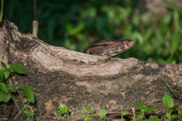 varanus salvator poke head on root tree
