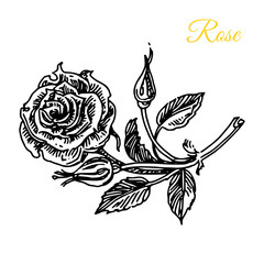 Aroma flowers. Rose. Engraving style. Vector ilustration.