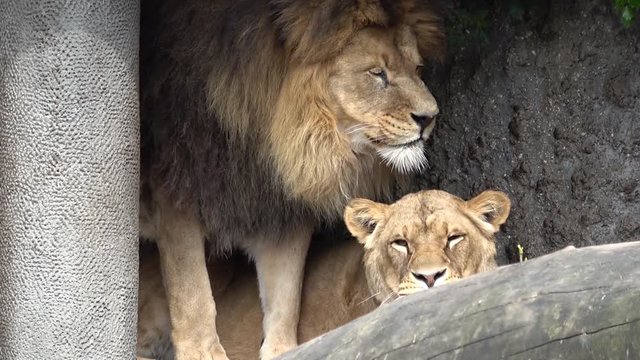 Close up view of lion with lioness