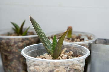 Aloe cameronii seedling in pot, low maintenance succulent plant native to Malawi and Zimbabwe