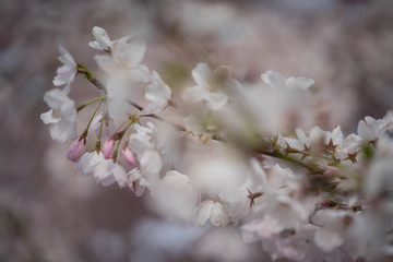 cherry blossom in spring